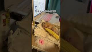 又发现鼠鼠居然也很爱吃🌽｜仓鼠可以吃什么？｜全网唯一躺平鼠鼠｜  #cutepets #funnyhamster #shorts #fyp #可爱 #仓鼠 #仓鼠日常 #仓鼠系列 #我家有熊熊