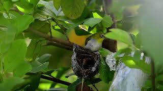 綠繡眼餵食秀