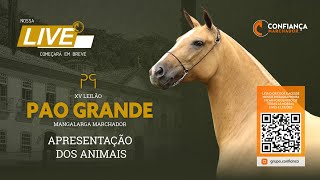 Live de Apresentação dos Animais Fazenda Pao Grande