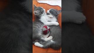 Funny animals 2023😆 - Funniest Cats and Dogs Video🐕🐈226 #shorts