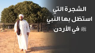 الشجرة المباركة في منطقة البقيعاوية قرب الأزرق في الأردن - استظل بها النبي ﷺ أثناء رحلاته إلى الشام