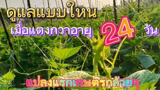 แตงกวาปลูกได้24วันต้องดูแลอย่างไร | เกษตรสร้างรายได้ | เกษตรกล้วยๆ