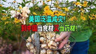 中國農民視為致富經，入藥又當菜！歐美花費50億難阻止它泛濫！