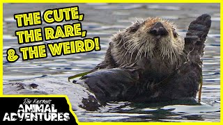 The ANIMALS you can see along the CALIFORNIA COAST!