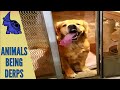 Latest What The Fluff, Nice Funny Video - 10 | More Funny | | Animals Best Of | Clips Animal