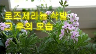 로즈제라늄 /삭발 후 의 모습/구문초/모기쫒는 제라늄