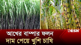 আখের বাম্পার ফলন, দাম পেয়ে খুশি চাষি | Sugarcane | Bhola | Desh TV News