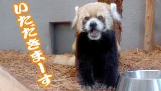 【円山動物園のレッサーパンダ】セイタのお食事タイム　June 7 , 2022　Red Panda SEITA at Maruyama Zoo