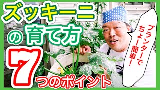 【ズッキーニの育て方】ちょ～簡単！7つのポイント！　～狭い庭で家庭菜園～