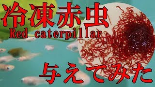 【与えてみた】爆食！大好物の冷凍赤虫(Red caterpillar)にメダカが食らいつく!!