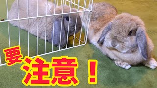 【事後報告】カラー脱着後、恐れていたことが起こりました。～ホーランドロップみかん＆らいむ