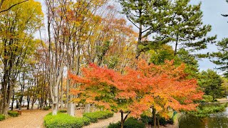 【紅葉】名城公園11月下旬