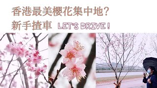 Vlog | Best Place to See Cherry Blossoms in Hong Kong 🌸