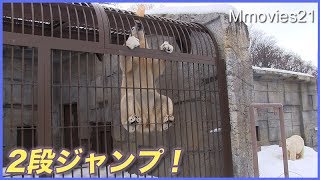 新春初ジャンプ！遊び方にも注目！がんばるリラの姿に心打たれる　Polar Bear