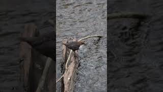 White Throated Dipper #birdphotography #birdphotographer