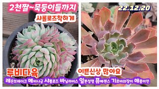 루비다육1탄/2천원부터 묵둥이까지/비얀트.옥연.백봉.섭세실리금.샤롤로즈.네온브레이크.메비나금.바닐라비스.일본성영.파스텔네온.애플미인.퓨베센스.기르바의장미