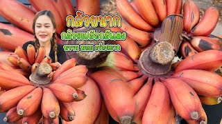 กล้วยนาก กล้วยเปลือกสีแดง กล้วยโบราณหาทานยาก (Red Banana) |พากินพาแซ่บ