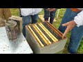 hive inspection and mite count with randy oliver and anne marie fauvel