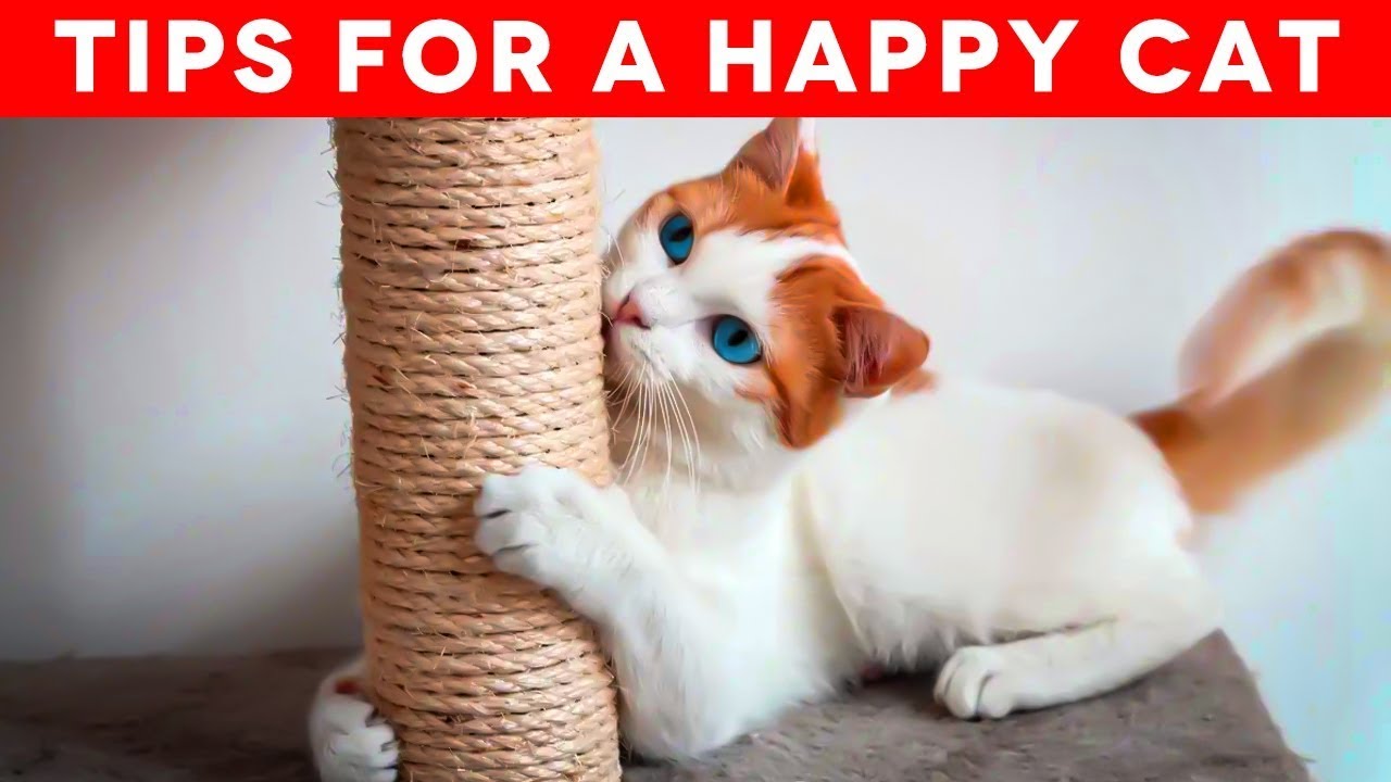 Tips To Keep Your Cat Healthy And Happy Youtube