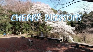 [Vlog] Tama Forest Science Garden with Cherry Blossoms | Tokyo Sightseeing, Japan