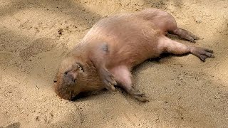 ゴロゴロ寝転んだら楽しすぎた♡カピバラさん。Capybaras Happy Rolling 神戸どうぶつ王国