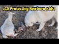 A Miracle Happened With The Baby Goats!