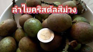 ลำไยคริสตัลEP.2 เพาะเมล็ดลำไยคริสตัลสีม่วง 23.01.65(sow purple crystal longan seeds)