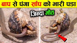 कछुए से पंगा लेना सांप को भरी पड़ा This snake messed with the wrong turtle, animal