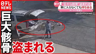 【驚き】高さ4メートル超  無理矢理に車に押し込む姿が…