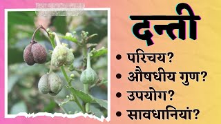 दन्ती के फायदे | baliospermum montanum #healthtips #ayurveda #fitworldhealthcare