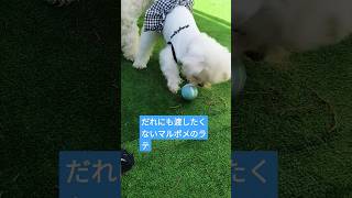 【可愛い犬動画】お友達のドッグランに遊びに行ったらタマゴに夢中　#ミックス犬#マルポメ#マルポメのラテ#極小犬#たまご#オモチャ#dog #dogrun#チワプー#マルチーズ#ヨープー#ドッグラン