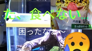 始めての爬虫類飼育！かっこいい岩を探す、そして始めての人工飼料失敗😣