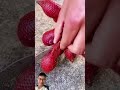 discovering rare fruits harvesting right in the garden sonasmr