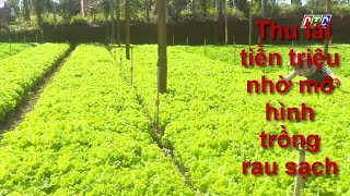 Thu lãi tiền triệu nhờ mô hình trồng rau sạch