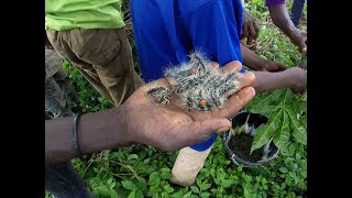 M'vinsu - Harvesting of edible caterpillars in Africa