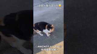 HACHIチャンネル 1501 #猫にジェラシー  #あいみょん  #ミケ猫 #地域猫 #ミケちゃん #shorts #会話 #お話