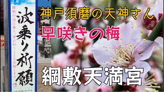 【神戸/綱敷天満宮】早咲きの梅/波乗り祈願 ! 神戸須磨の天神さん（つなしきてんまんぐう）