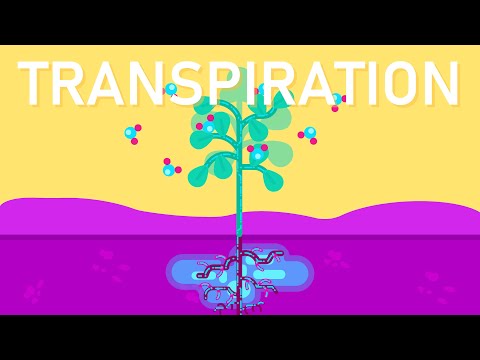 How does root size affect transpiration?
