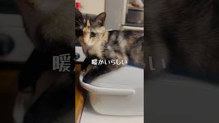 うちの子だけ？笑　　#cat #子猫 #子猫成長記録 #保護猫 #猫のいる暮らし #猫