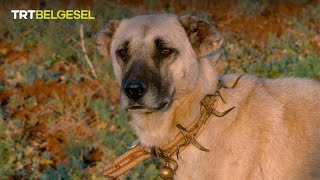 Sürüyü kurtlardan koruyan çoban köpekleri 🐕