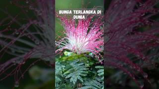 Bunga Terlangka di Dunia ‼️#fyi #viral #bungalangka #bunga