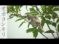 oriental reed warbler birds singing wild bird song sounds archive