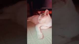 என்னம்மா நடிக்கிறான் இவனுக்கு ஒரு chance 😺🤣 #catfunny #catlover #funnyvideos #shorts