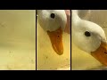 the four white call ducks