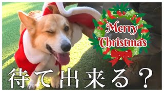 【メリークリスマス】プレゼントをかけて、飼い主の絆を確かめるコーギー犬【Ven！】