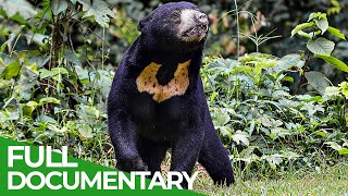 Wildlife Instincts: The Moon Bear - Japan's Most Elusive Animal | Free Documentary Nature