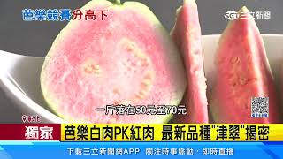 芭樂白肉PK紅肉 最新品種「津翠」揭密│94看新聞