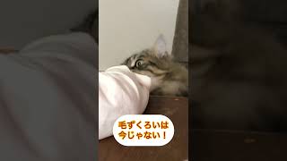 毛ずくろいは今じゃない！ DAY816 #shorts #cat #猫