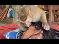 Good Baby Monkey Zueii Clean And Grooming Her Sister Eyebrow