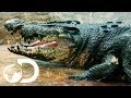 On The Hunt For A 29ft Man-Eating Crocodile | Man-Eating Super Croc